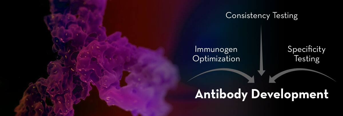 Antibody Development