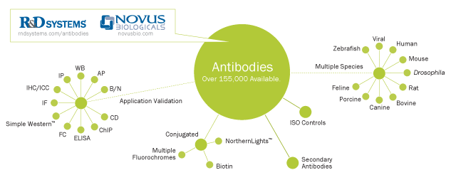 antibodies