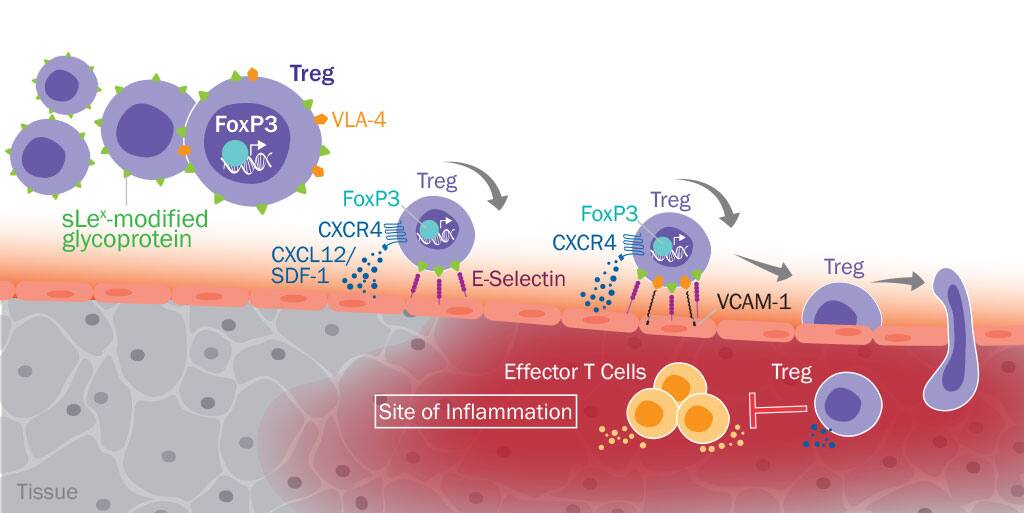 Expression for Human Treg Immunotherapy