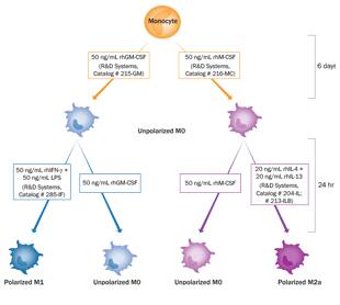 phenotypic characterization human m1 m2a