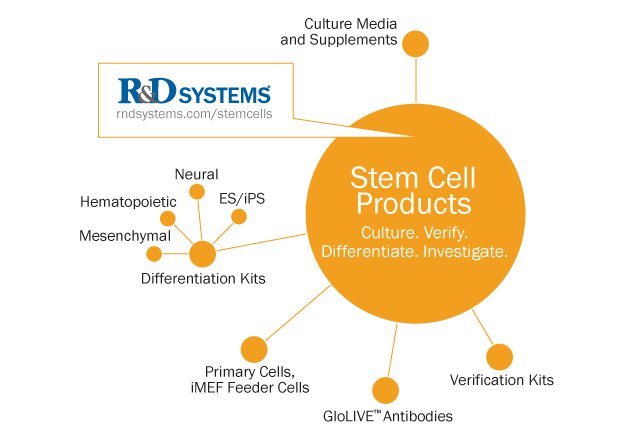 stem cells