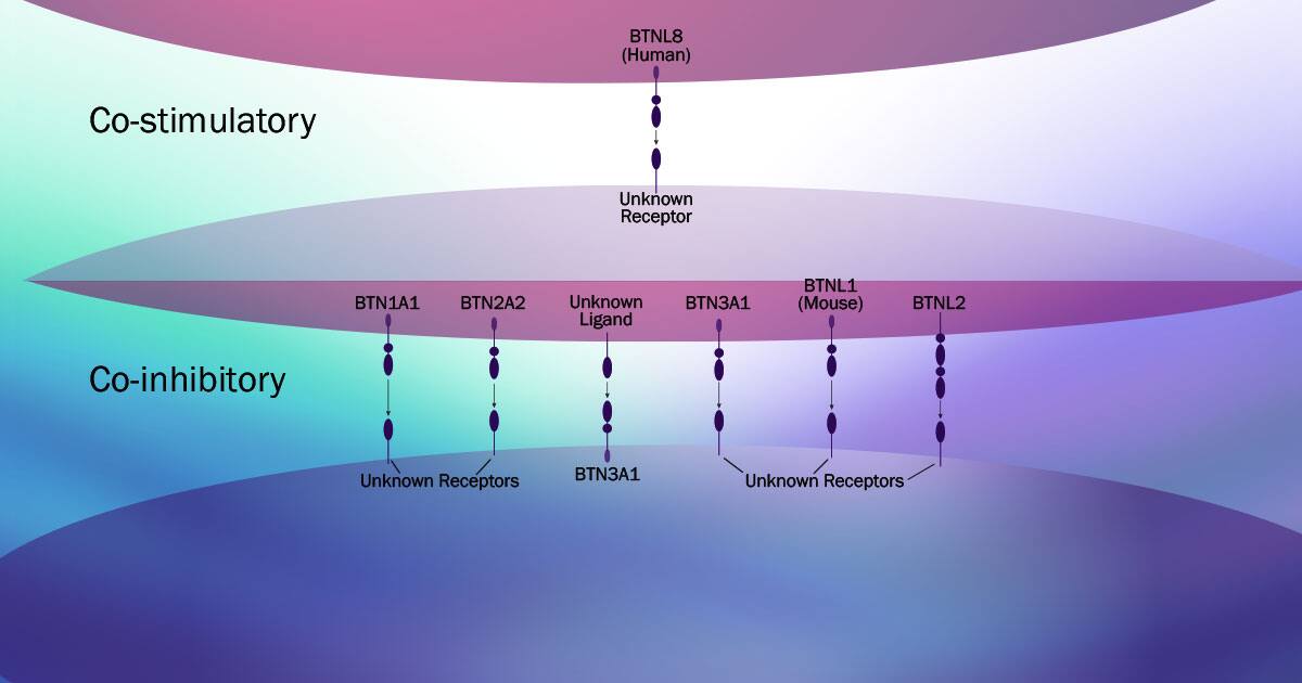 Butyrophilins Cancer and Inflammation