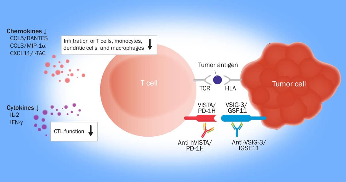 t-cell and tumor cell