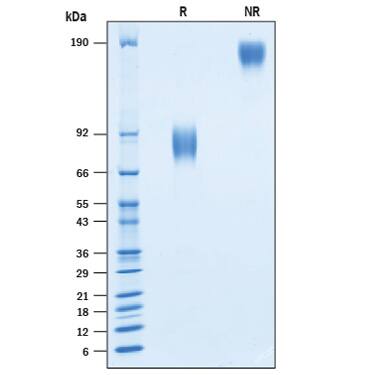 Recombinant Human B7-1/CD80 Fc Chimera Avi-tag Protein, CF SDS-PAGE