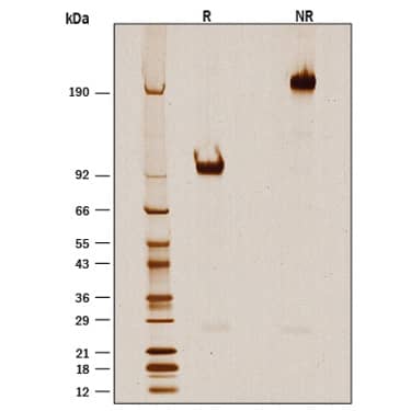 Recombinant Cynomolgus B7-H7/HHLA2 Fc Chimera Protein, CF SDS-PAGE