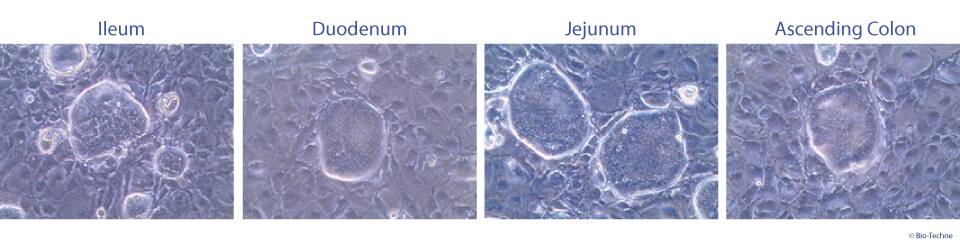 MIM002 Figure 2. Isolation of Adult Stem Cells from Specific Regions of the Gastrointestinal Tract