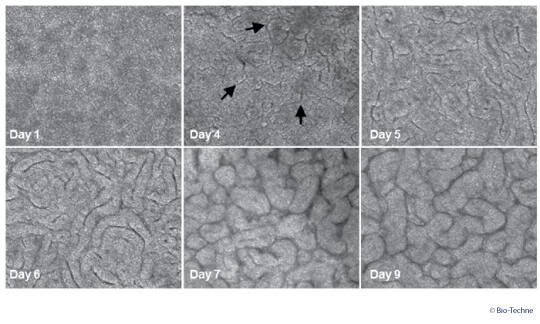 MIM002 Figure 3. Human Descending Colon Adult Stem Cell Differentiation with Air-Liquid Interface (ALI) Cultures
