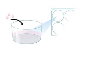 Protocol for Plating MimEX Irradiated Fibroblasts for Stem Cell Expansion Step 2