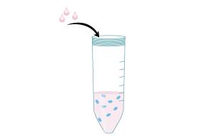 Protocol for Plating MimEX Irradiated Fibroblasts for Stem Cell Expansion Step 4