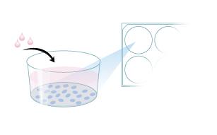 Protocol for Plating MimEX Irradiated Fibroblasts for Stem Cell Expansion Step 5