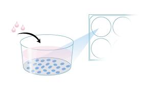 Protocol to Expand Gastrointestinal Stem Cells Step 1