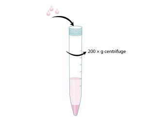 Protocol to Expand Gastrointestinal Stem Cells Step 4