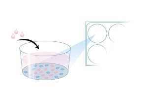 Protocol to Expand Gastrointestinal Stem Cells Step 6