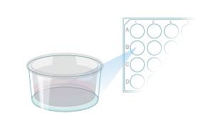 Protocol to Prepare Transwell Inserts for GI Stem Cell Differentiation Step 2