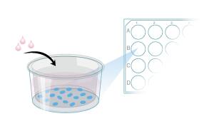 Protocol to Prepare Transwell Inserts for GI Stem Cell Differentiation Step 5