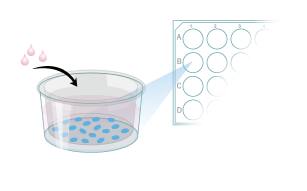 Protocol to Differentiate GI Stem Cells into Tissue Step 1