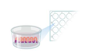 Protocol to Differentiate GI Stem Cells into Tissue Step 10
