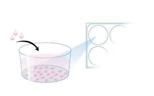 Protocol to Differentiate GI Stem Cells into Tissue Step 3