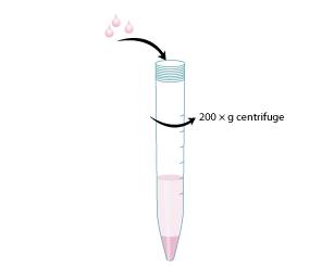 Protocol to Differentiate GI Stem Cells into Tissue Step 4