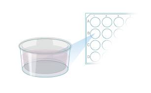 Protocol to Differentiate GI Stem Cells into Tissue Step 7
