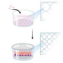 MIM002 Protocol Graphic Summary