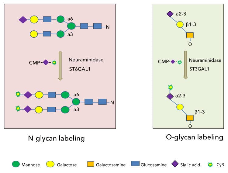 Strategies for N- and O- glycan labeling with CMP-Cy3-Sialic Acid
