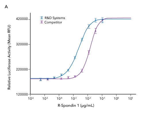 Comparison of the bioactivity of R&D Systems Recombinant Human R-Spondin 1 and a leading competitor’s R-Spondin 1 shows that the R&D Systems protein displays 7-fold higher activity.