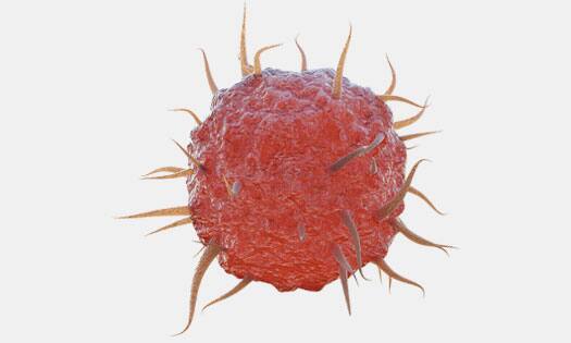 R&D Systems dendritic cell