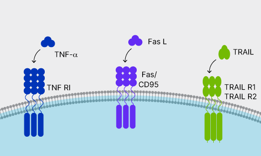 TNF superfamily ligands, TNF-alpha, Fas Ligand, and TRAIL binding to their respective receptor complexes in the cell membrane