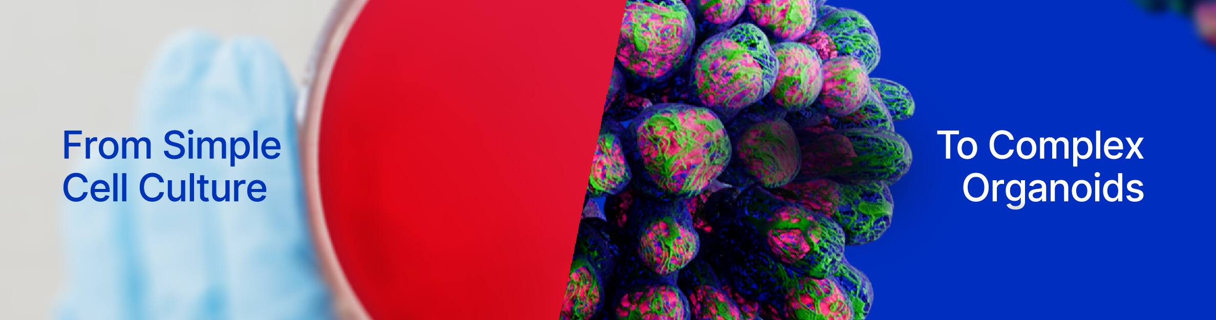 Banner image showing the progression from basic cell culture to advanced organoids. Left side features a gloved hand holding a petri dish with red media, labeled 'From Simple Cell Culture'. Right side displays colorful 3D organoids with the text 'To Complex Organoids' on a blue background
