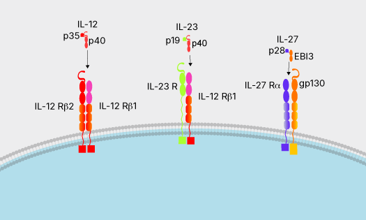 Type I, type II, and type III interferons binding to their respective receptor complexes in the cell membrane