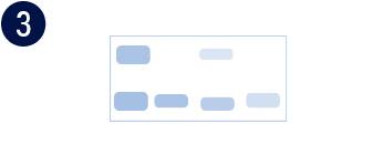 Validation Step 3 - Cell Line Engineering