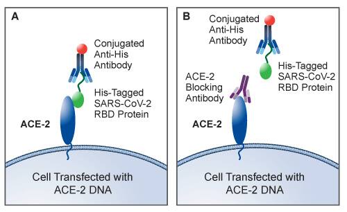 ACE-2 Flow Cytometry Blocking Assay Principle An ACE-2 blocking antibody blocks SARS-CoV-2 binding to ACE-2 expressed on a transfected cell line.