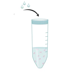 R&D Systems Protocol for Rat CD4+ T Cell Enrichment Column