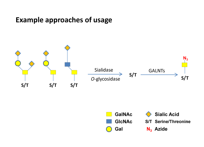 Glycans are Removed by Enzyme Treatment