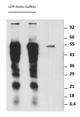 Labeling Asialofetuin with GALNT2