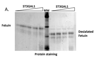 Labeling and detection of O-glycans on Bovine Fetuin
