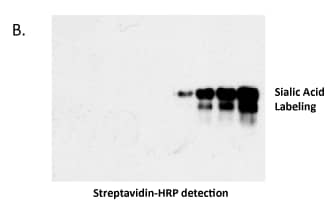 Streptavidin-HRP detection of rhST3GAL1-mediated CMP-Azido-Sialic Acid incorporation