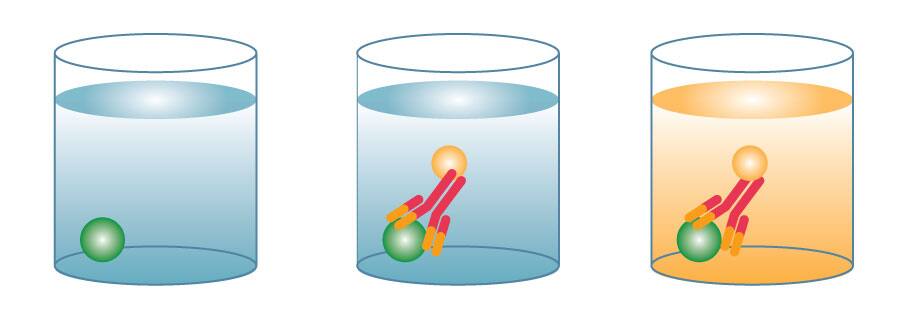 Direct ELISA Diagram of a direct ELISA