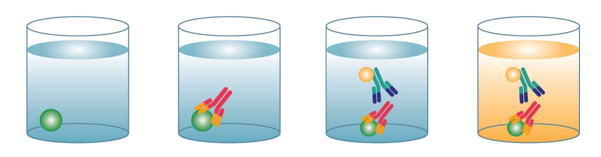 Indirect ELISA Diagram of an indirect ELISA
