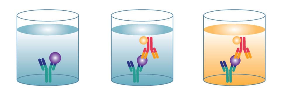 Sandwich ELISA Diagram of a sandwich ELISA