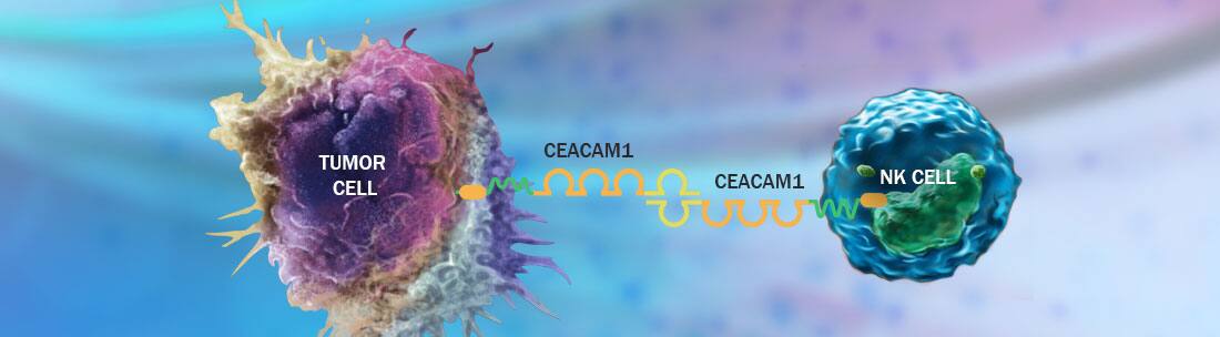 Carcinoembryonic Antigen-Related Cell Adhesion Molecules (CEACAMs)
