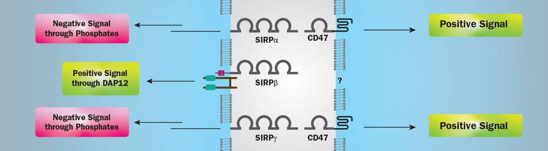 SIRP family of immune checkpoint blockade proteins
