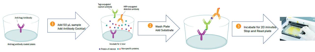 ELISA Assay Principle - Quantikine QuicKit ELISA Kit In an ELISA assay, the antigen must be immobilized to a solid surface. The antigen is then complexed to a detection antibody conjugated with a molecule amenable for detection such as an enzyme or a fluorophore.