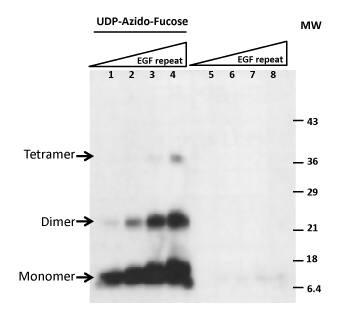 Detecting Open Fucosylation Sites on the Acceptor Substrate Recombinant Drosophila Notch EGF20