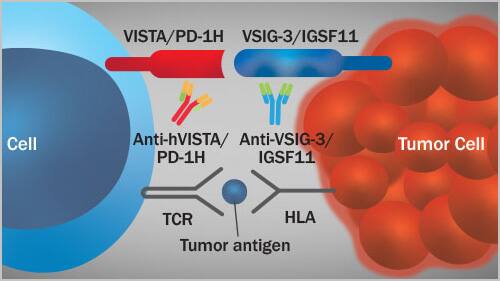 Immune Checkpoint Proteins and Enzymes