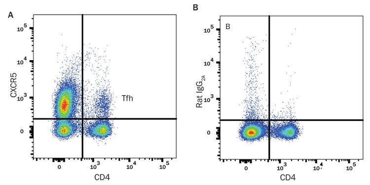 Immunized Balb/c mouse splenocytes