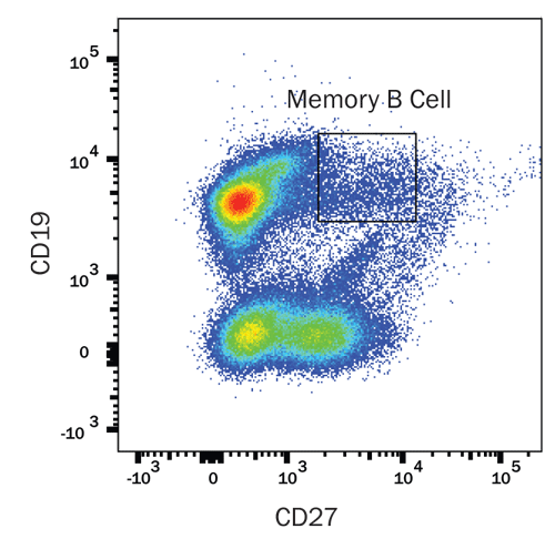 Detection of Memory B Cells in Mouse Splenocytes