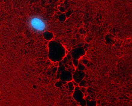 Visualizing terminal glycans with Heparan Sulfate