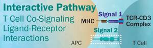 T Cell Co-Signaling Pathway